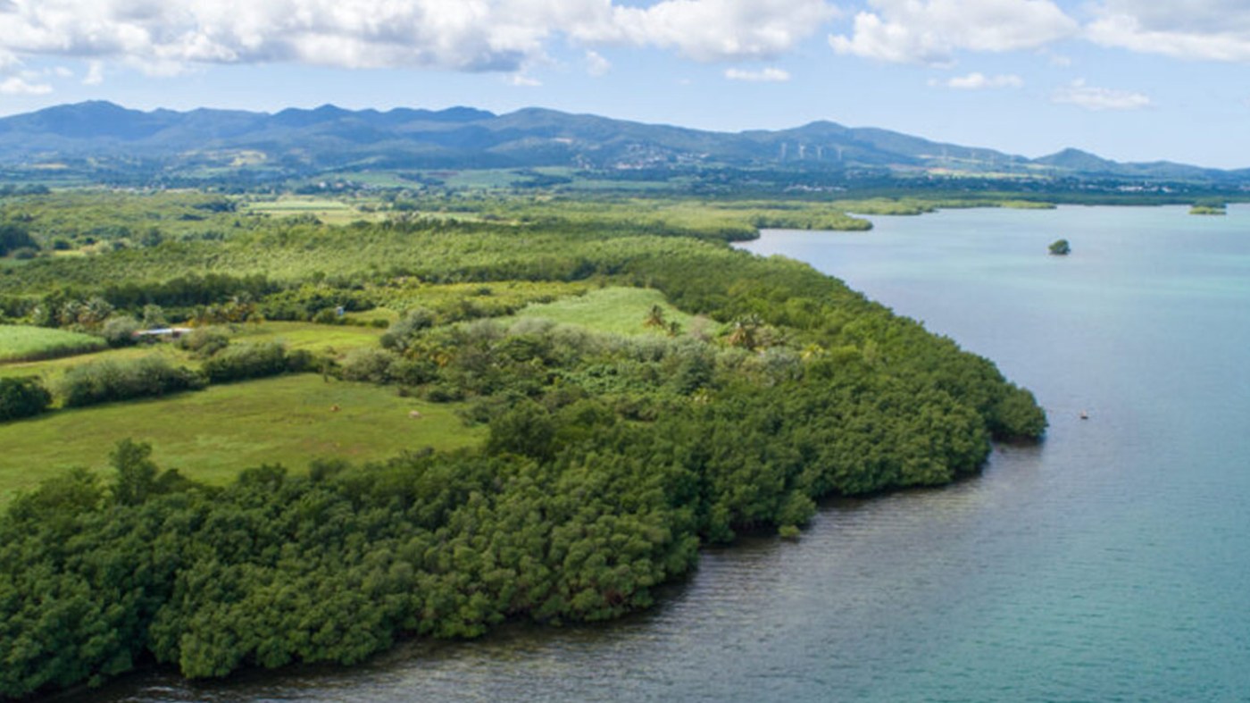 Biodiversité caribéenne